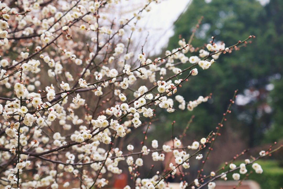 武汉外语外事职业学院藏龙岛校园,武汉外语外事职业学院全景
