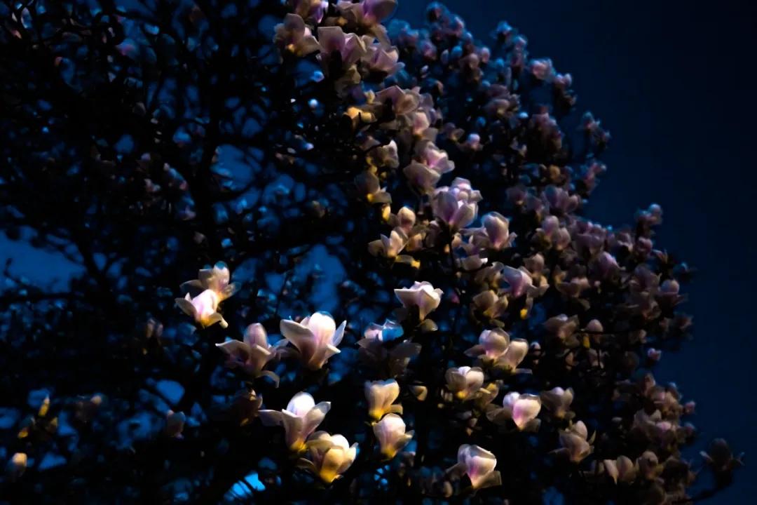 徕卡qp详细评测,自用徕卡q-p相机