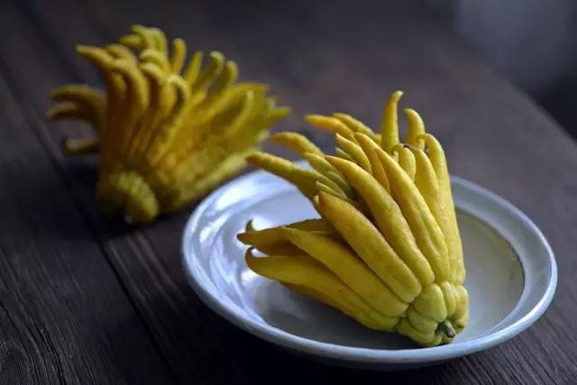 佛手只长叶不开花,佛手只有一种果子