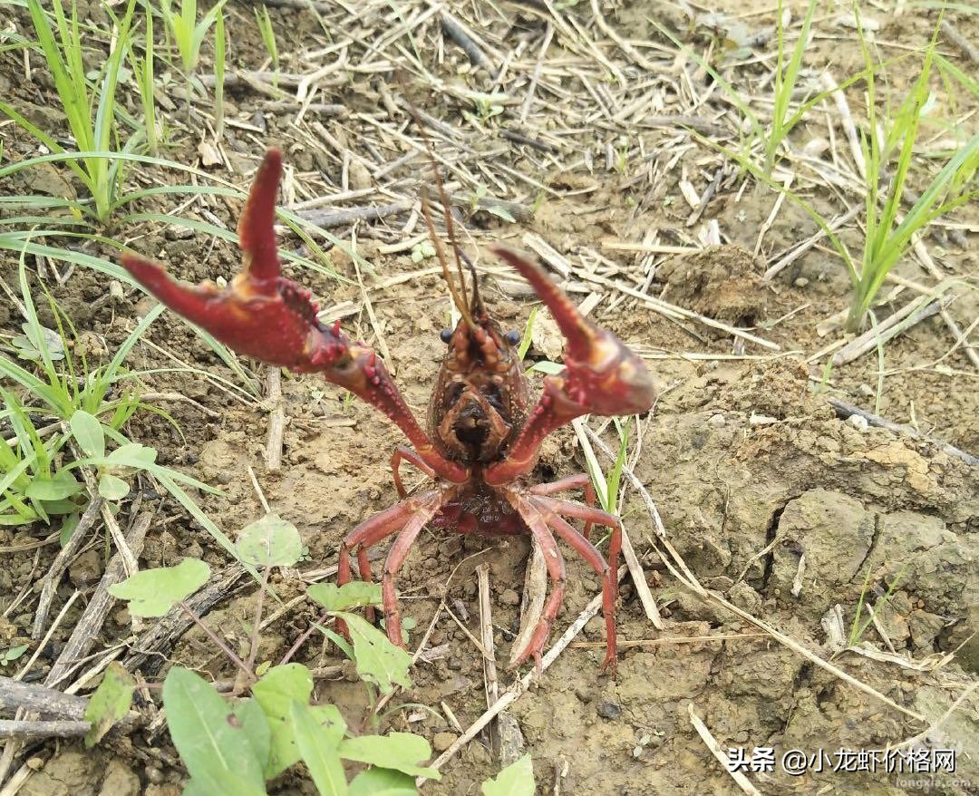 淡水龙虾虾苗养殖技术,淡水龙虾养殖技术手册