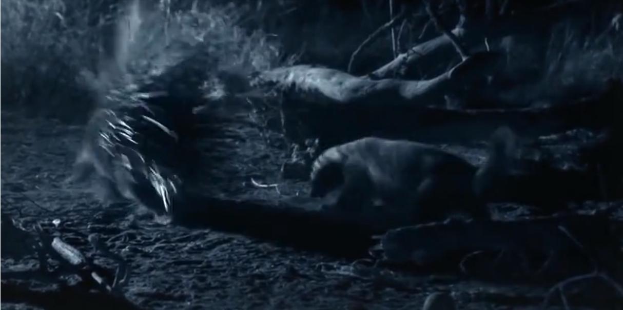 永不服输的蜜獾,曾经有一个保护区饲养了两只,后来怎么样了?