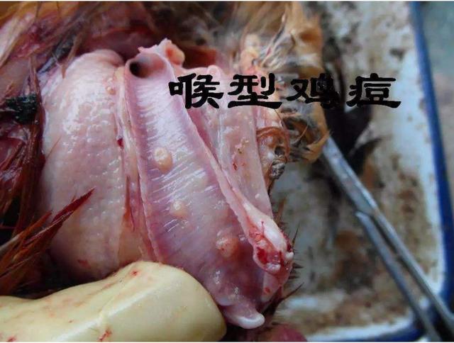 鸡冠上起一些小痘痘是什么原因,鸡冠有黑痘痘怎样治