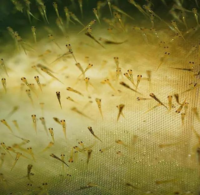 锦鲤自然鱼池繁殖方法,锦鲤自然繁殖方法视频教程