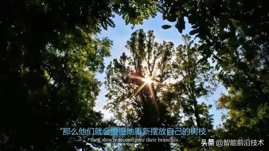 神奇“树联网”,地球本身是一个巨大的超生物体