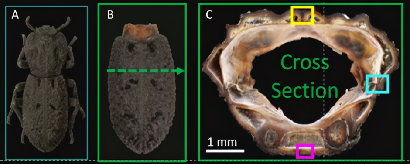 甲虫为什么那么强,压不死的灰色小虫子