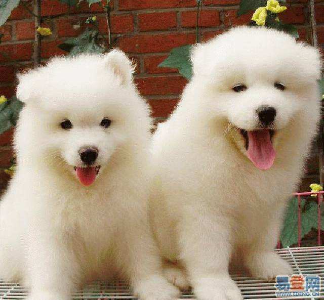 狗狗半夜不睡觉一直哼叫怎么回事,狗狗为什么一到晚上老是叫个不停