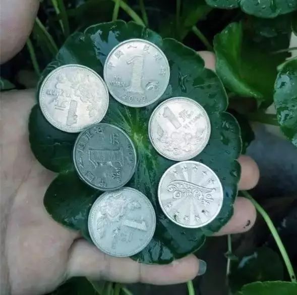 绿萝与铜钱草四季养护,怎么让铜钱草长得和绿萝一样