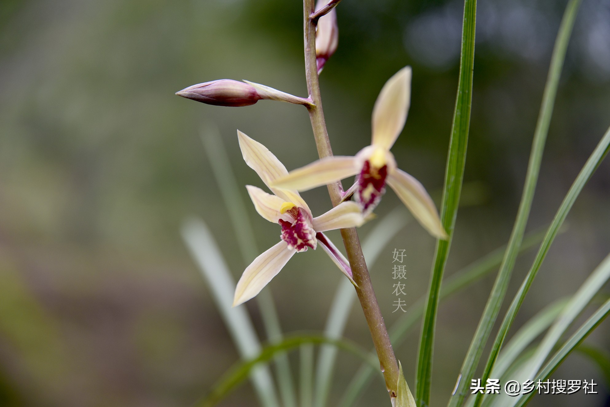 蕙兰生长最快最好的方法,蕙兰怎么养能使蕙兰变翠绿