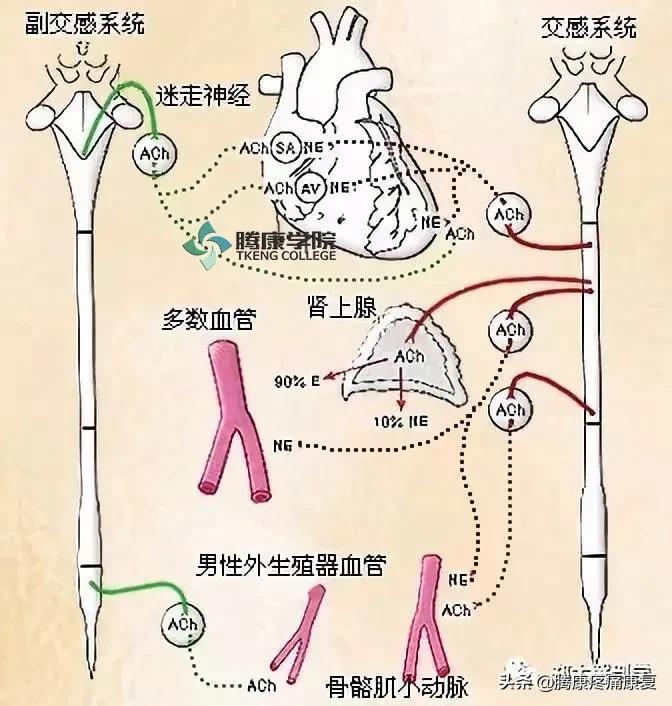 最全!脊神经系统汇总