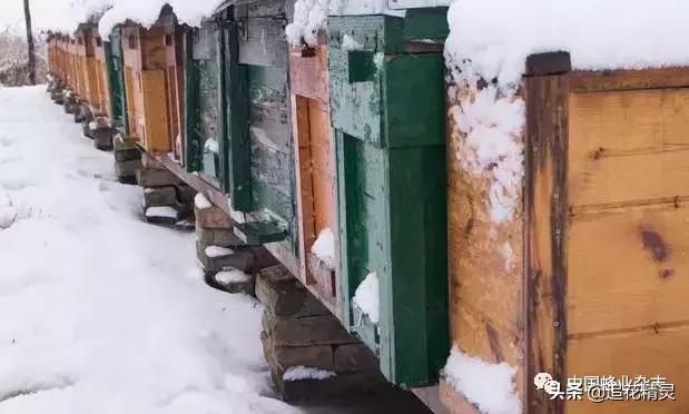 秋繁蜂群怎样管理,养蜂春繁和秋繁是不一样的