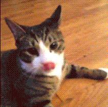 土拨鼠当宠物养合法吗,宠物土拨鼠能只养一只吗