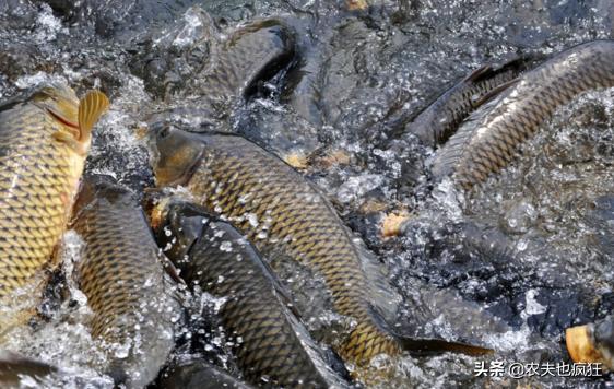 鲤鱼为什么说四大家鱼,淡水鱼排名为啥鲤鱼第一