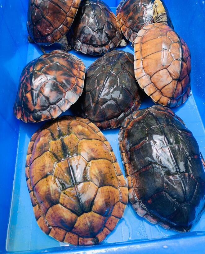 苏北金线草龟和石金钱龟的区别,石金钱龟多少钱一只2017