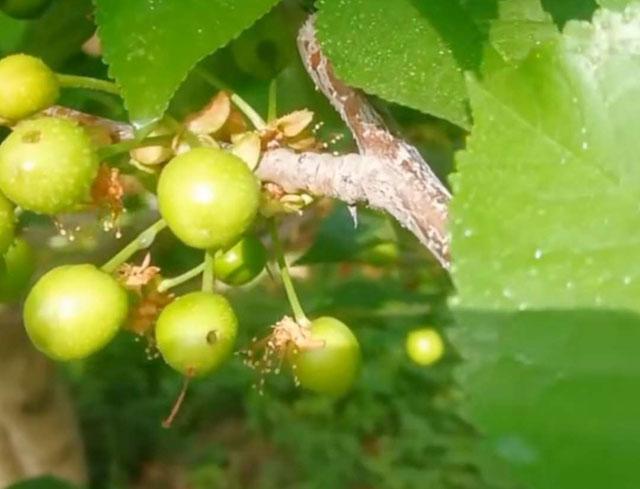 樱桃6月高发害虫,危害樱桃幼芽出现网状叶的害虫