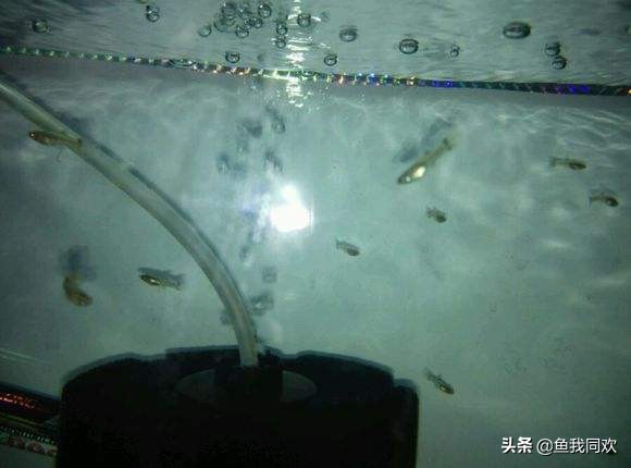 孔雀鱼的鱼缸能养鱼吗,新手孔雀鱼养鱼小技巧