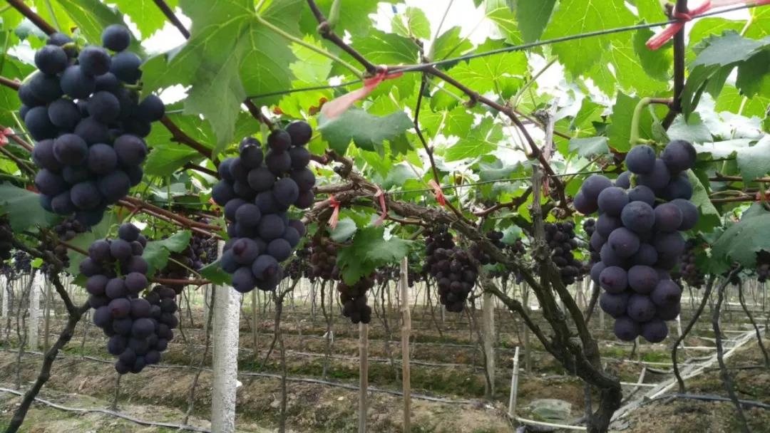 又到葡萄成熟时，高温雨季溢糖性霉斑病来袭，怎么办？