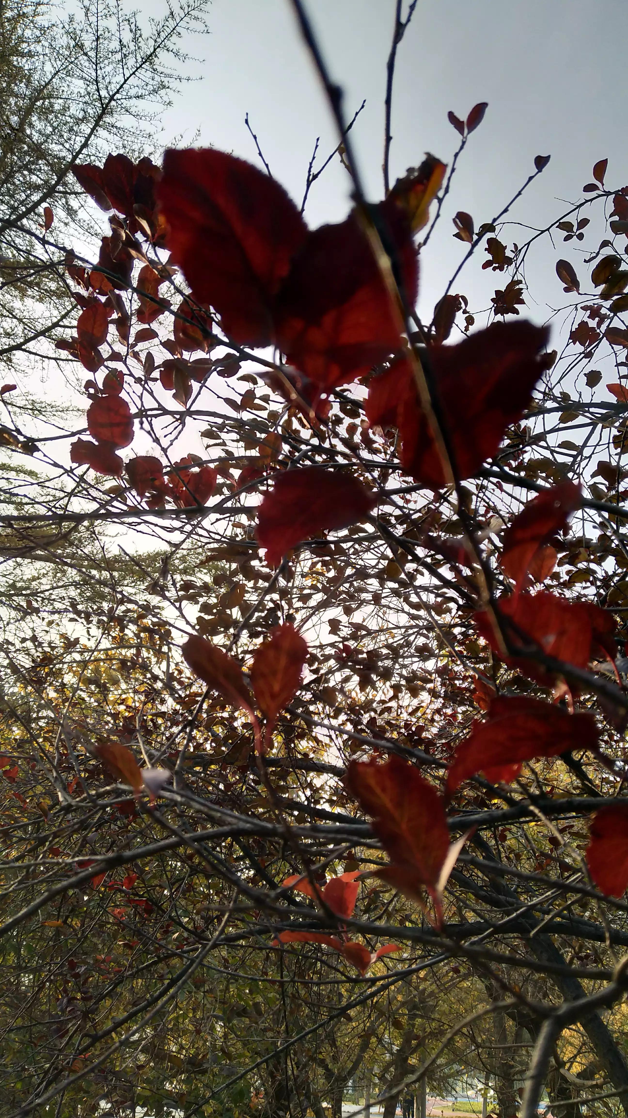 春天的红叶李花,红叶李的花