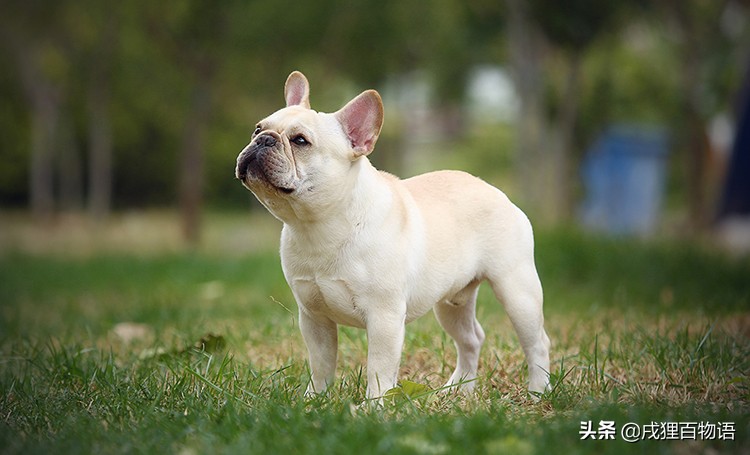 养法斗容易让人过敏吗,养法斗注意避坑