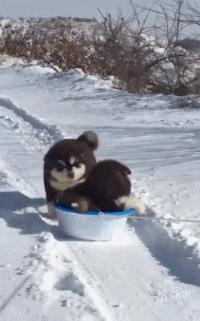 狗狗的宝宝,狗狗的宝宝日常