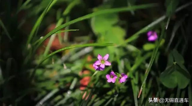 无锡夏天避暑的地方,无锡附近暑假避暑旅游好去处