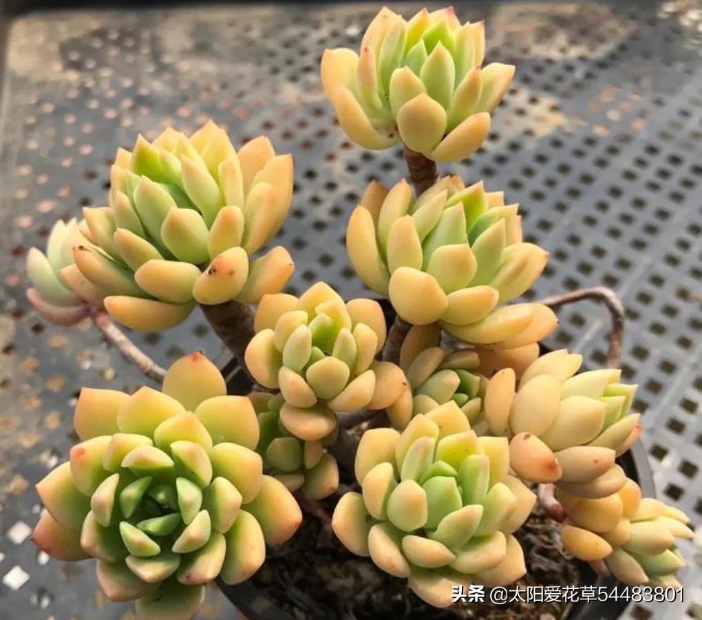 多肉黄丽怎么养又肥又大,黄丽多肉可以暴晒吗