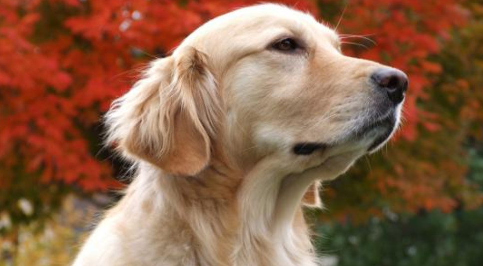 狗狗临终前想些什么,狗狗临终前的几种表现