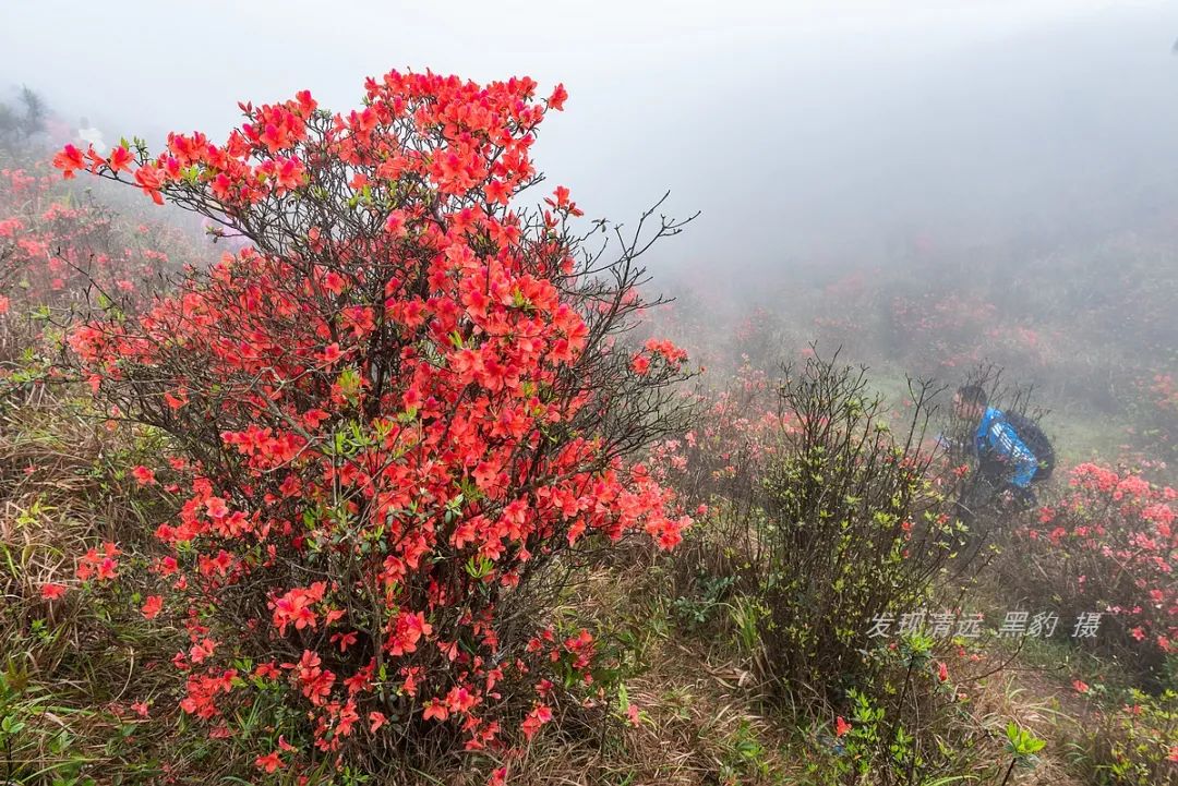 在天露山杜鹃花海丛中劲跳广场舞，这帮广东大妈又火了
