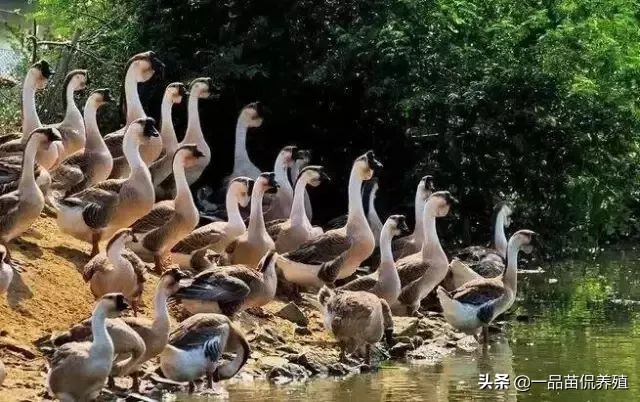 鹅疫苗免疫程序表,养鹅的免疫程序各个阶段用药方法