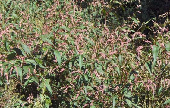 过去农村经常用这些野草来制作酒曲，八九十年代很常见