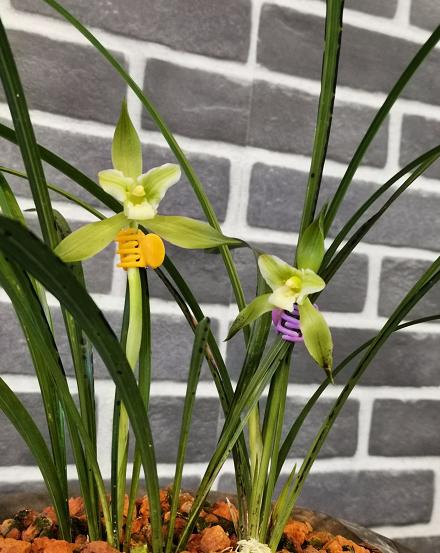 惠水第29届兰博会兰花获奖图片,惠水国际兰花展