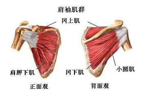 健身卧推肩膀受伤怎么恢复,卧推肩膀受限如何改善