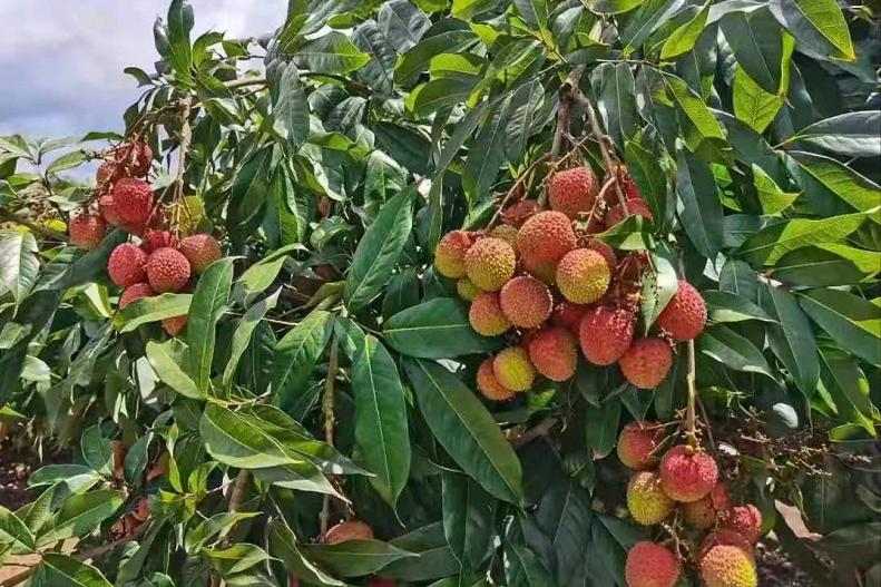 妃子笑荔枝价格跌成妃子哭,最大妃子笑荔枝多少钱一斤