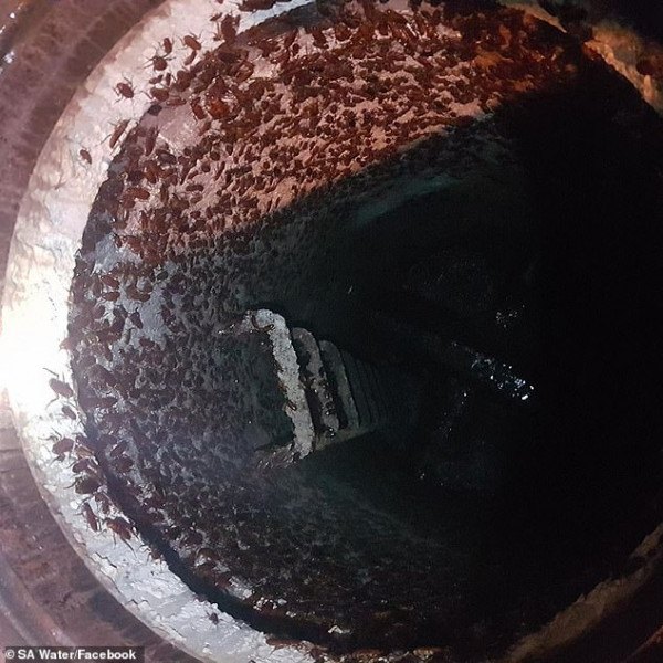 令人作呕！澳洲房屋管道内现大批蟑螂，上万只臭虫就潜伏在你家