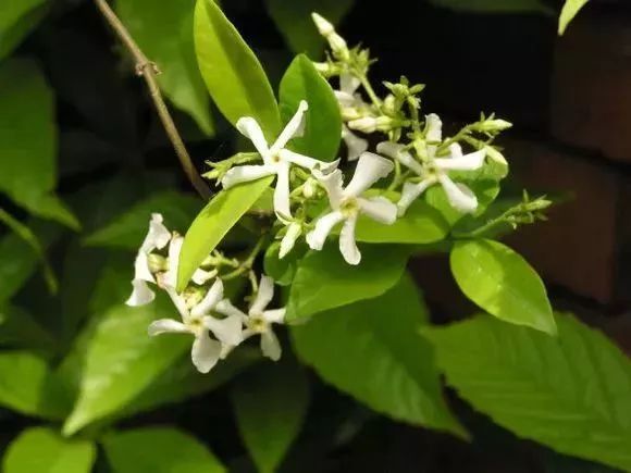 看到花的时候,不知是什么花?那就收下这份百花图谱