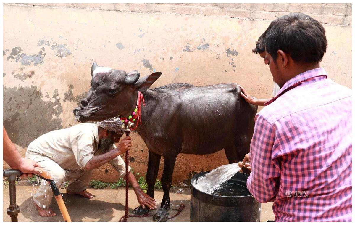 印度的牛现在泛滥成灾,印度牛泛滥成灾已达到3亿头