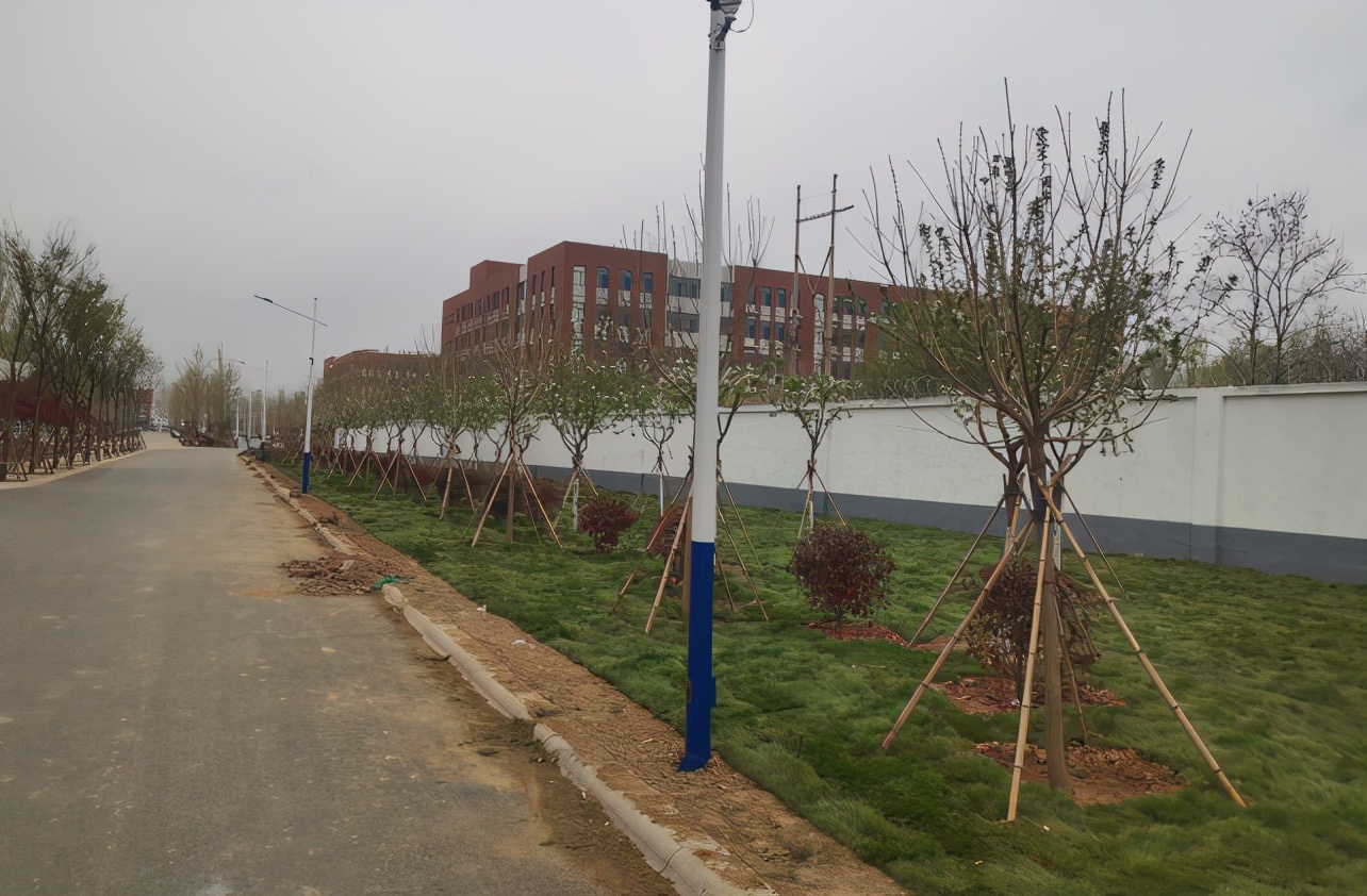 大叶桉树功效与作用,丛生大叶丝棉木