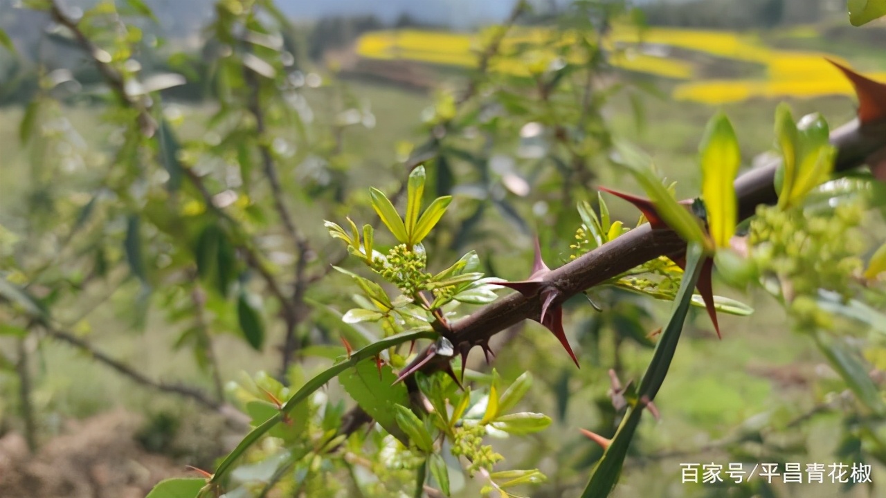 辣椒现代农业产业园创建方案,青县现代农业产业园