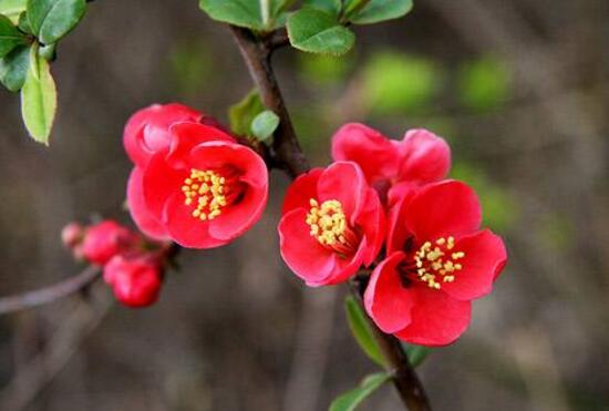 海棠花怎么养殖最好,海棠花怎么养和栽培