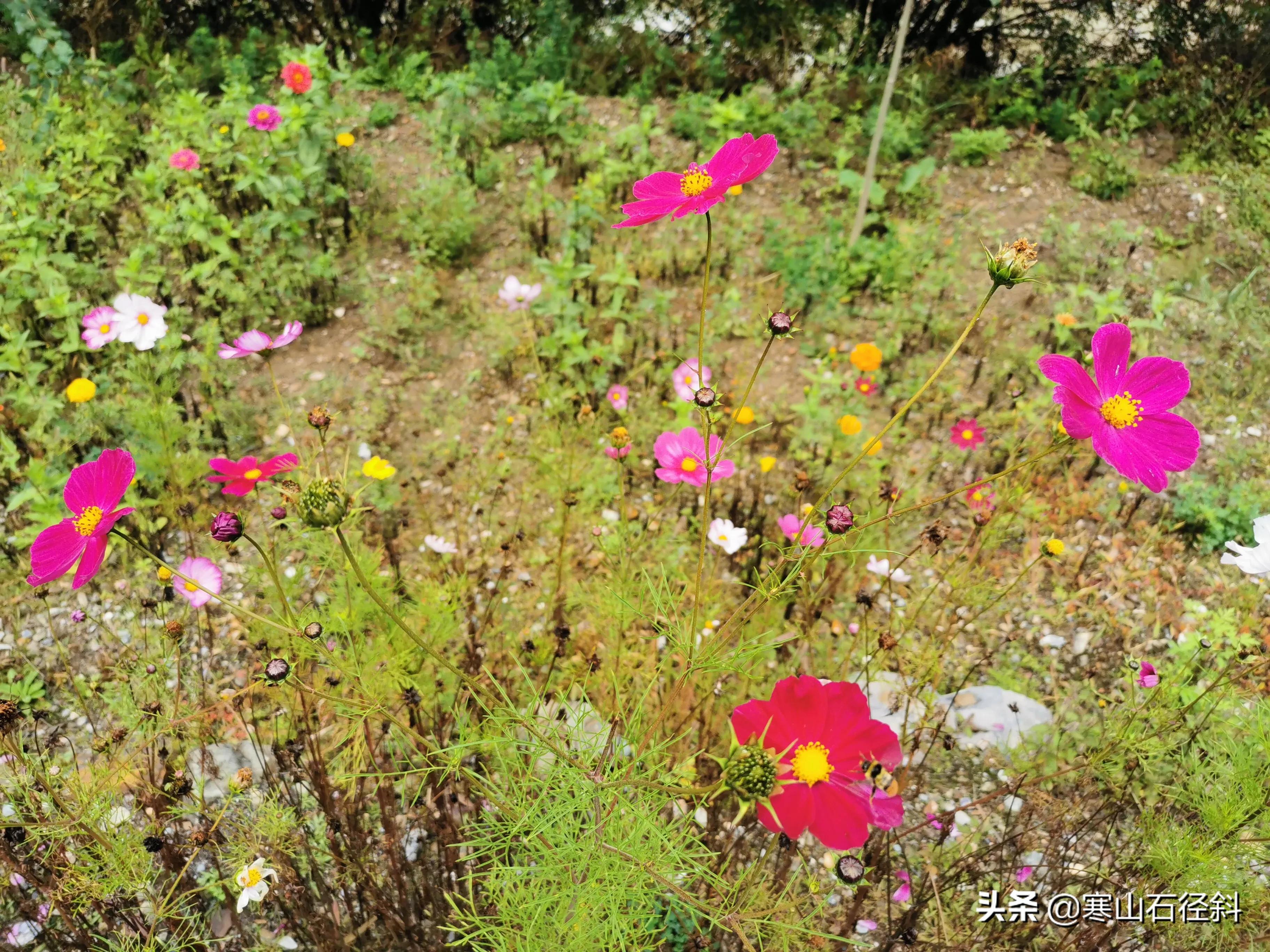 我的川藏线穷游经历,我的川藏318徒步视频