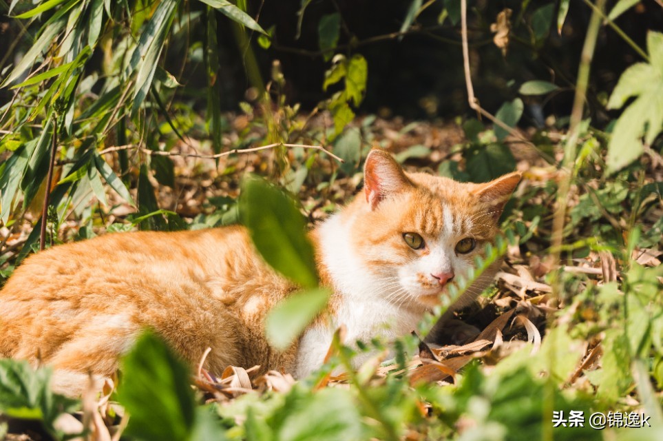 500块钱的相机能拍出好看的照片吗,500块钱的微单相机推荐