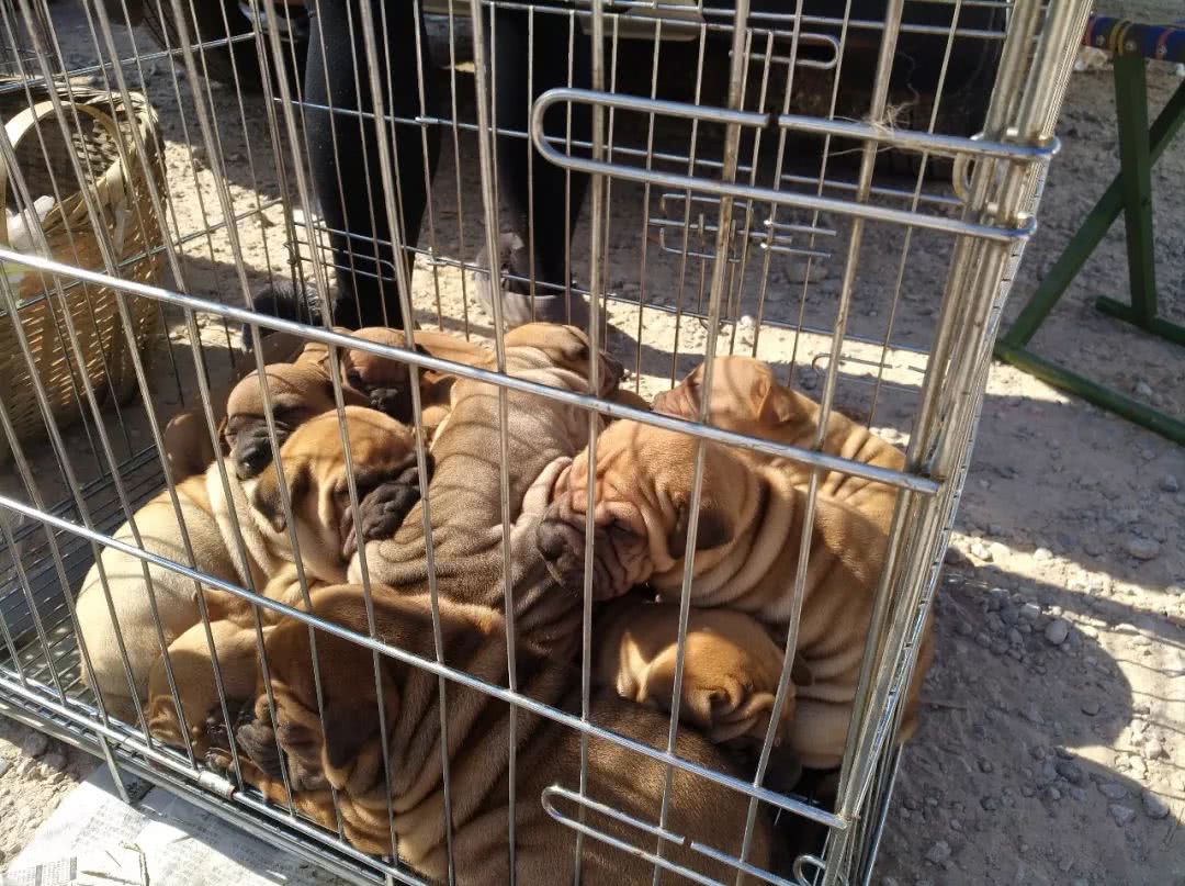 狗市里可爱的小狗,狗市可爱小土狗