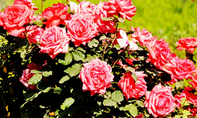 玫瑰花杆上长白斑,玫瑰花杆处理