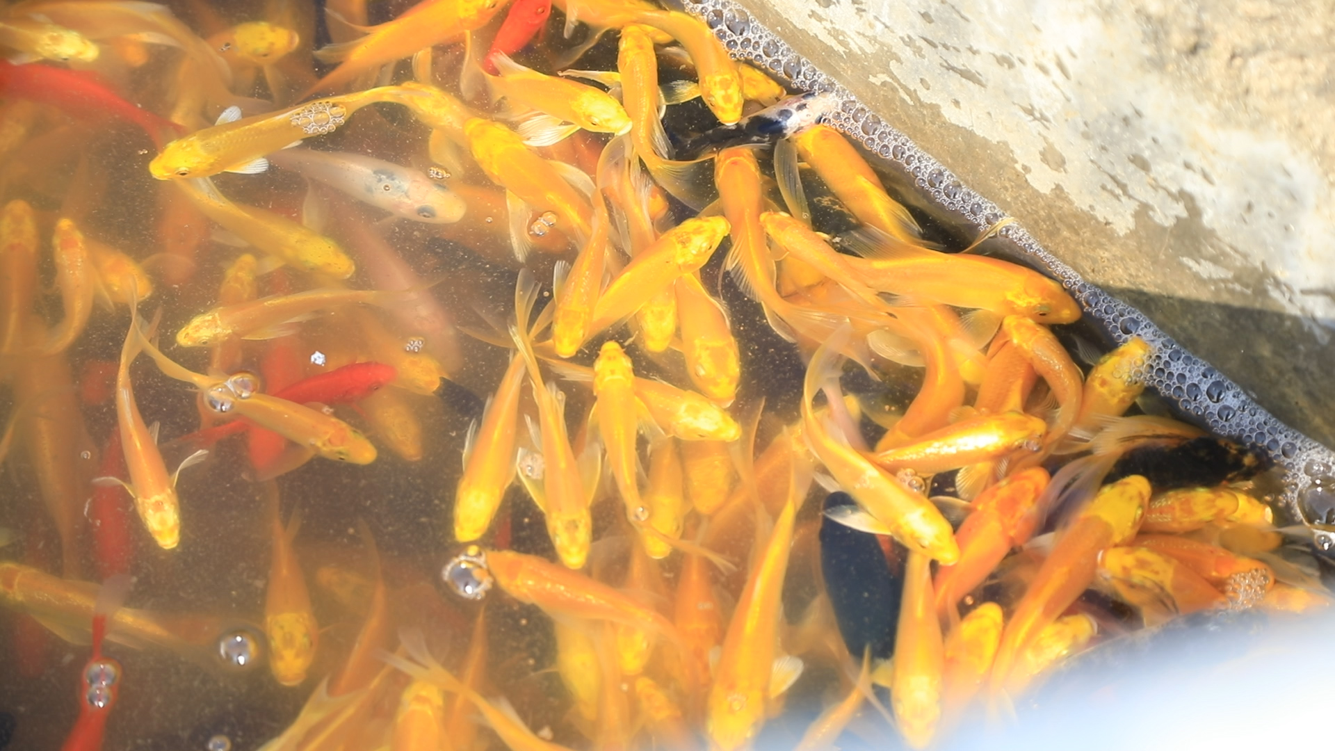 养鱼最长久的方法,养鱼小技巧让鱼百年不死