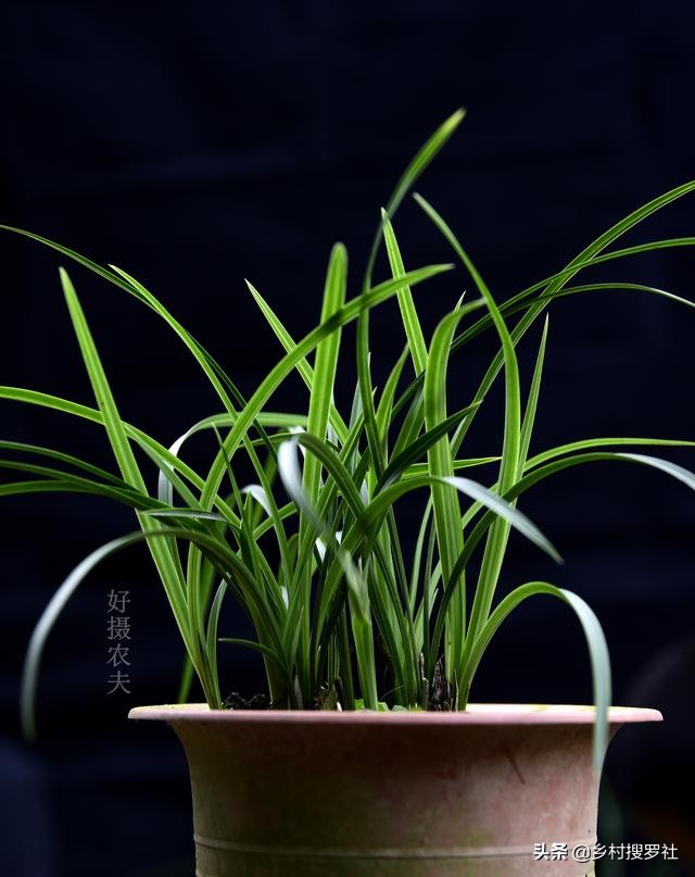 兰花的叶子全部剪了如何养殖,秋天兰花怎么分株视频