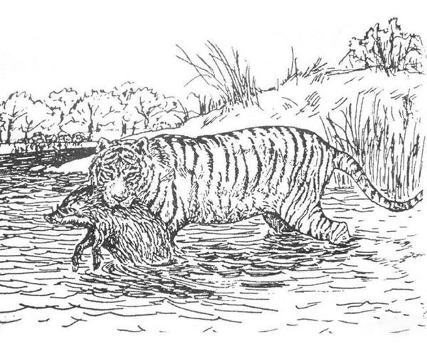 百兽之王老虎科普完整,百兽之王的自述