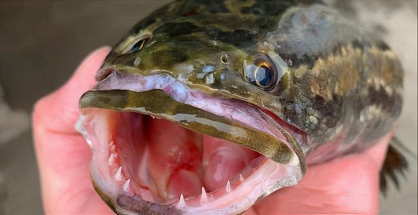 “蛇头鱼”在美国泛滥成灾，花费8亿美元治理，甚至不惜抽干湖水