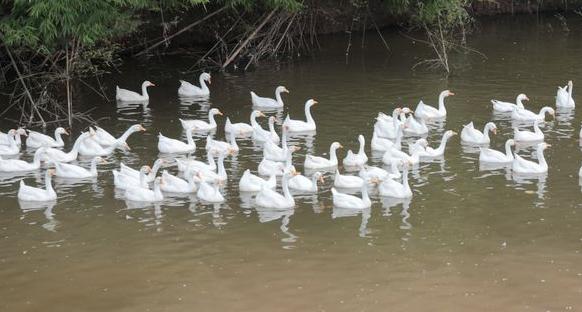 鹅感冒拉白痢用什么中草药,鹅拉青绿色粪便是什么病用什么药