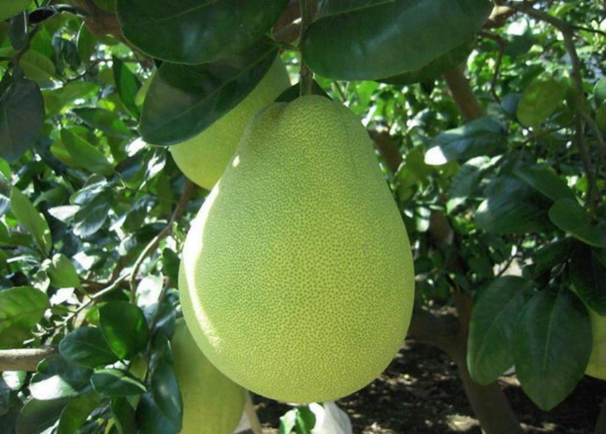 百种味道的果子,百种果实图片