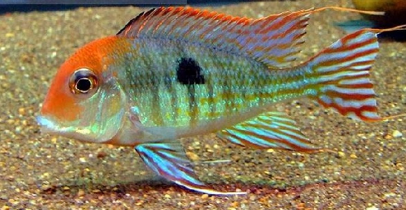 慈鲷品种,慈鲷类型