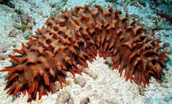 最有营养的海参是哪一种,哪几种海参可以直接食用